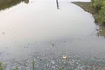 Hà Nội: Vì sao suối Con Gái bị ô nhiễm? 