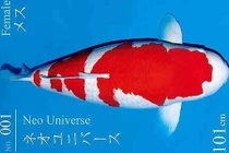 Vì sao cá Koi 'Huyền thoại' giá tới 42 tỷ đồng, đắt nhất lịch sử?