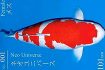 Vì sao cá Koi 'Huyền thoại' giá tới 42 tỷ đồng, đắt nhất lịch sử?