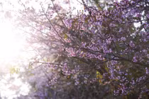 Cao nguyên Đà Lạt bừng sáng mùa mai anh đào