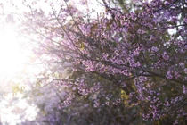 Cao nguyên Đà Lạt bừng sáng mùa mai anh đào