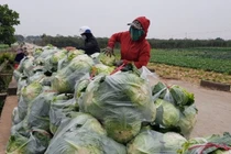 Nới lỏng giãn cách, nông dân Hà Nội tất bật trở lại sản xuất