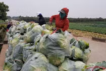 Nới lỏng giãn cách, nông dân Hà Nội tất bật trở lại sản xuất