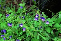 Nhân trần giảm tác hại của rượu đến gan