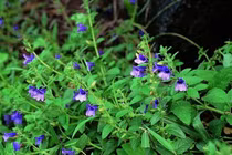 Nhân trần giảm tác hại của rượu đến gan