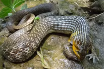  Những vị thuốc quí chữa bệnh từ rắn 