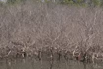 Rừng ngập mặn - "báu vật" làng biển đang bị chết khô