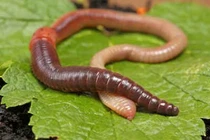 Giun đất chữa hen suyễn, viêm phế quản