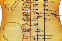 Các huyệt có tác dụng trị bệnh đường tiêu hóa, tiết niệu