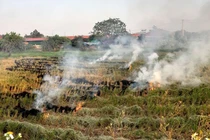 Giảm tình trạng ô nhiễm không khí không đốt rơm rạ sau thu hoạch