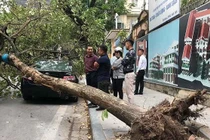 Hà Nội: Cây bật gốc bất ngờ đổ ập xuống siêu xe, người trên phố hoảng hốt