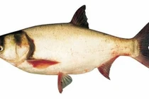 Cá mè trắng chữa suy nhược