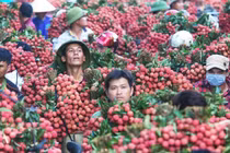 Bắc Giang ban hành kịch bản tiêu thụ 180 nghìn tấn vải thiều trong dịch COVID -19