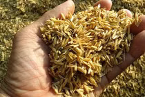 Tách silicic oxide từ vỏ trấu để làm lõi lọc nước