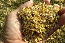 Tách silicic oxide từ vỏ trấu để làm lõi lọc nước