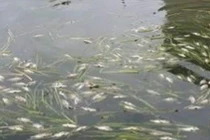 Nguyên nhân cá chết hàng loạt