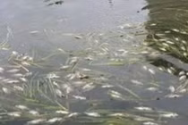 Nguyên nhân cá chết hàng loạt