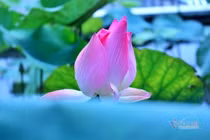 Con dâu ăn không mời: Trông người Nhật, ngẫm người Việt