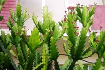  Xương rồng chữa đau lưng 