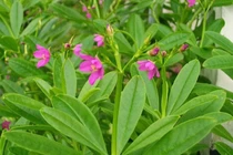 Sâm đất tốt cho người loãng xương