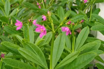 Sâm đất tốt cho người loãng xương