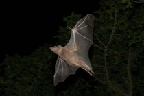 Xem cách dơi mẹ dạy đàn con định hướng