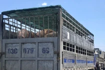 Cho nhập heo sống, heo hơi ‘nghỉ mệt’ ở mức 100.000 đồng/kg