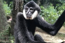 Tiếp nhận cá thể vượn đen má trắng quý hiếm