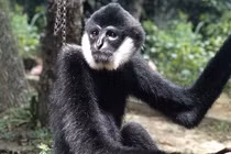 Tiếp nhận cá thể vượn đen má trắng quý hiếm