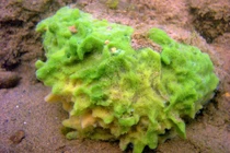 Bọt biển không não chứa tiếng vọng ban đầu của hệ thần kinh