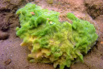 Bọt biển không não chứa tiếng vọng ban đầu của hệ thần kinh