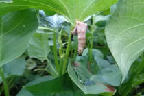 Chế phẩm sinh học diệt sâu an toàn