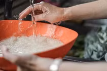 Nhiều giống lúa của Việt Nam không hút asen