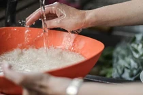 Nhiều giống lúa của Việt Nam không hút asen