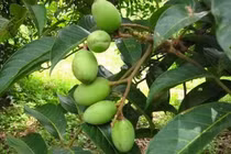 Cách dùng quả trám chữa bệnh hô hấp