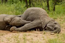 Ăn quả marula khiến voi say “cắm đầu”