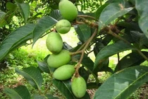 Cách dùng quả trám chữa bệnh hô hấp