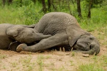 Ăn quả marula khiến voi say “cắm đầu”