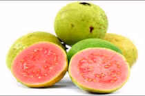 Quả ổi không có tác dụng hạ đường huyết