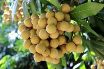 Món ăn, vị thuốc quý trị bệnh từ nhãn