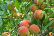 Ăn đào trị hen suyễn