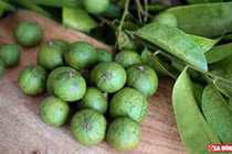 Không chỉ dùng để giải khát, quả sấu còn có khả năng điều trị các chứng bệnh này