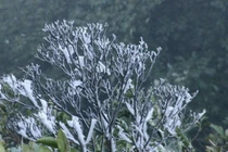 Sương muối không mặn