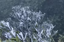 Sương muối không mặn