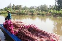 Tài nguyên nước đồng bằng sông Cửu Long suy thoái cả lượng và chất