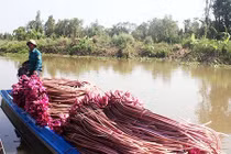 Tài nguyên nước đồng bằng sông Cửu Long suy thoái cả lượng và chất