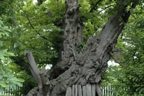 Cây cổ thụ chứa nguồn gene quý