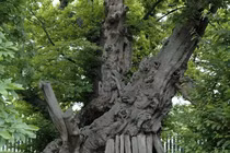 Cây cổ thụ chứa nguồn gene quý