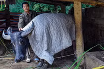 Tuyết phủ dày 20 cm, trâu bò chết cóng