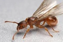 Rắc muối ngăn kiến, mối vào nhà